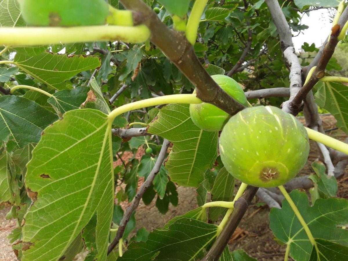 Casa El Saladillo Βίλα Valle de Abdalagís Εξωτερικό φωτογραφία